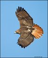 _2SB1454red-tailed hawk